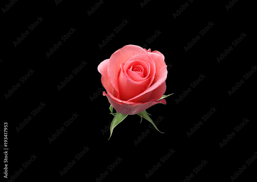 Fototapeta premium Rose on a black background .