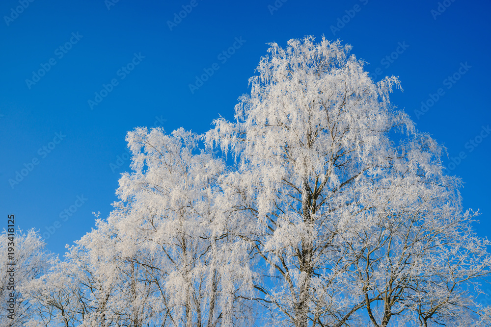 Hoarfrost on trees against the blue sky Hoarfrost on trees against the blue sky
