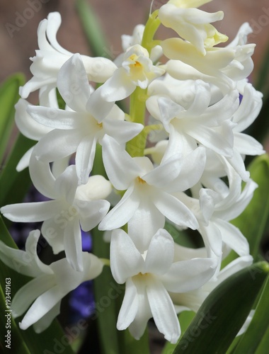 Hyacinth.