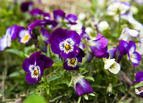 flowers Viola pansy or flower Viola tricolor closeup