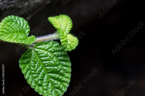 Fresh leaf in the garden 