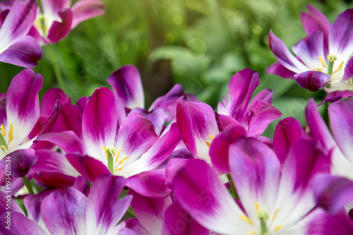Fototapeta Naklejka Na Ścianę i Meble -  Violet tulips background. Easter background.