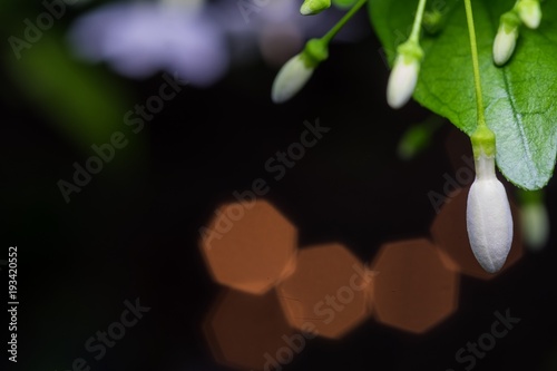 White flower in the garden 