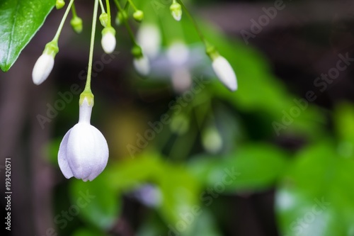 White flower in the garden 