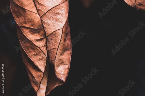 Dry leaf in the garden 