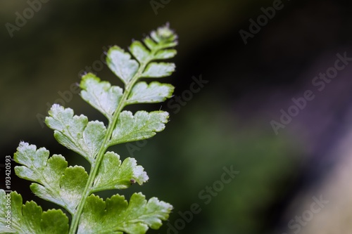 Fern leaf in the garden 