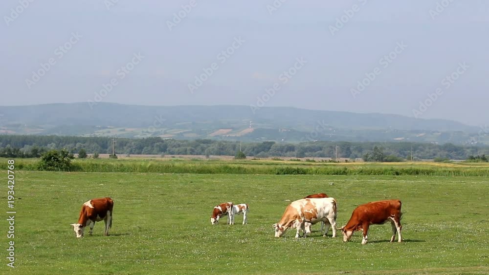 cows and calves on pasture landscape spring season cows and calves on pasture landscape spring season