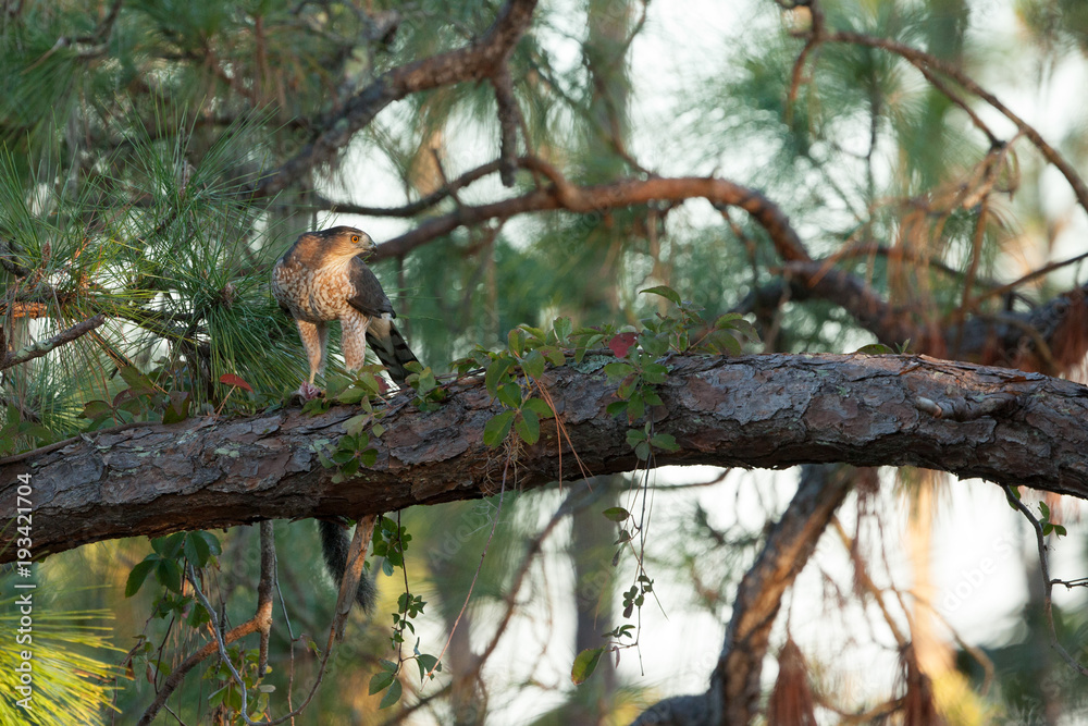 A regal looking Cooper's Hawk with prey on large pine tree limb A regal looking Cooper's Hawk with prey on large pine tree limb