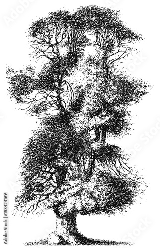 Tree - sweet chestnut #isolated #vector - Castanea sativa - Edelkastanie