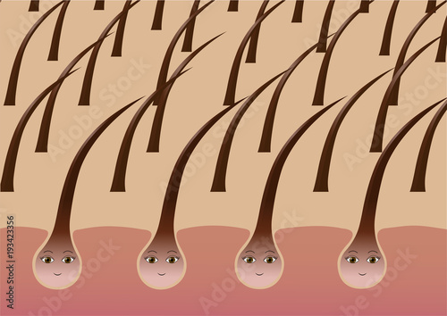 Healthy hair follicles on the scalp, cartoon.