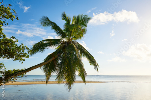 Fototapeta Naklejka Na Ścianę i Meble -  Palm and tropical beach, mahe, seychelles, indian ocean