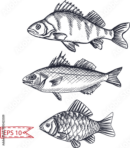 Vector illustration sketch - fish. Hand drawn sketsh card menu seafood restaurant.