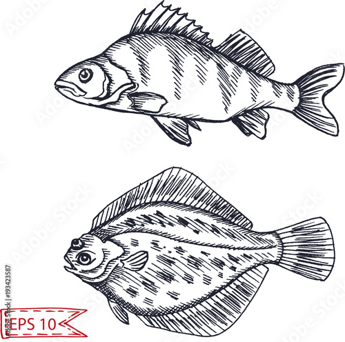 Vector illustration sketch - fish. Hand drawn sketsh card menu seafood restaurant.