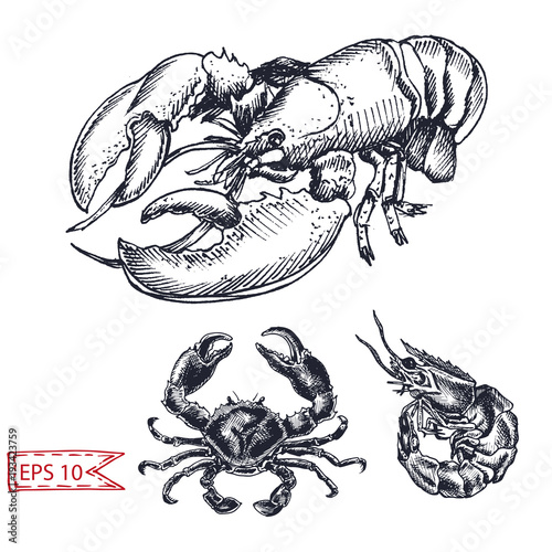 Vector illustration sketch - crab, shrimp, lobster. Hand drawn sketsh card menu seafood restaurant.