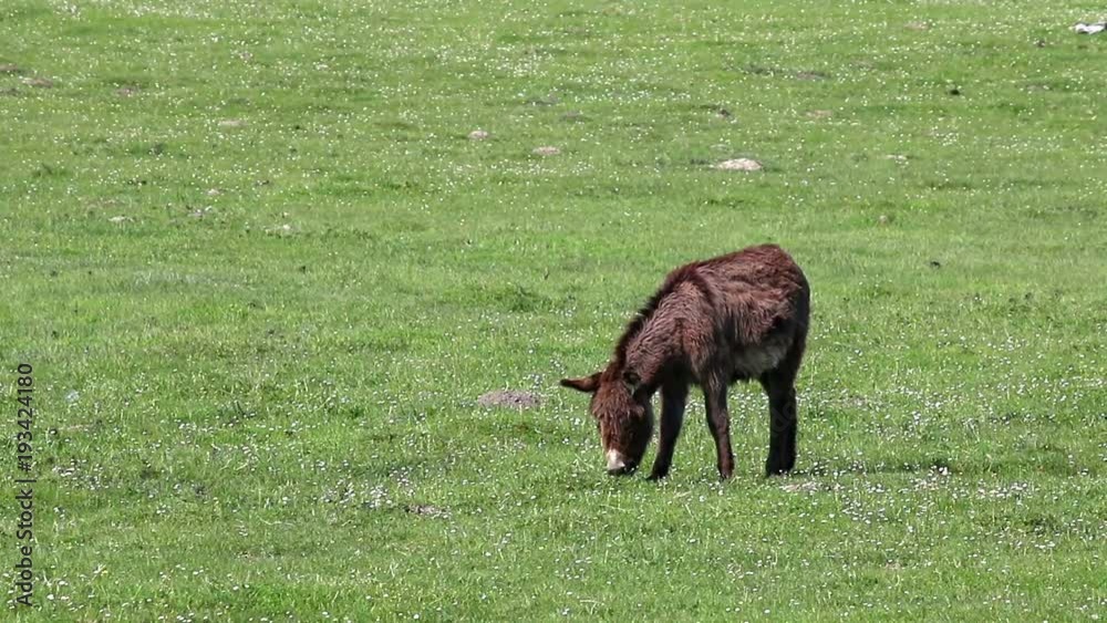 donkey on pasture spring season donkey on pasture spring season