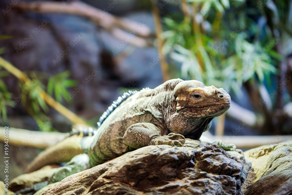 Green iguana standing on a branch