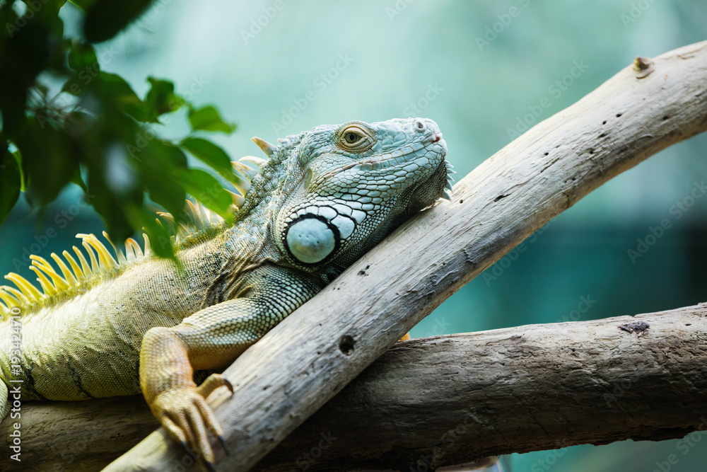 Green iguana climbing on a branch, close-up Green iguana climbing on a branch, close-up
