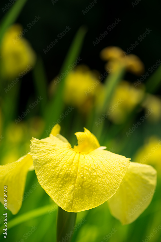 花菖蒲 花菖蒲