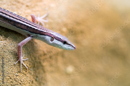 Popular pet gecko, gecko a night active lizard photo