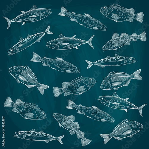 Set of painted sea fish. Salmon, tuna, cod, lobster, crab. A sketch of a white design on a blue background. Vector illustration
