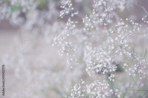 Gypsophila flowers lightness, selective focus © jennyrainbow
