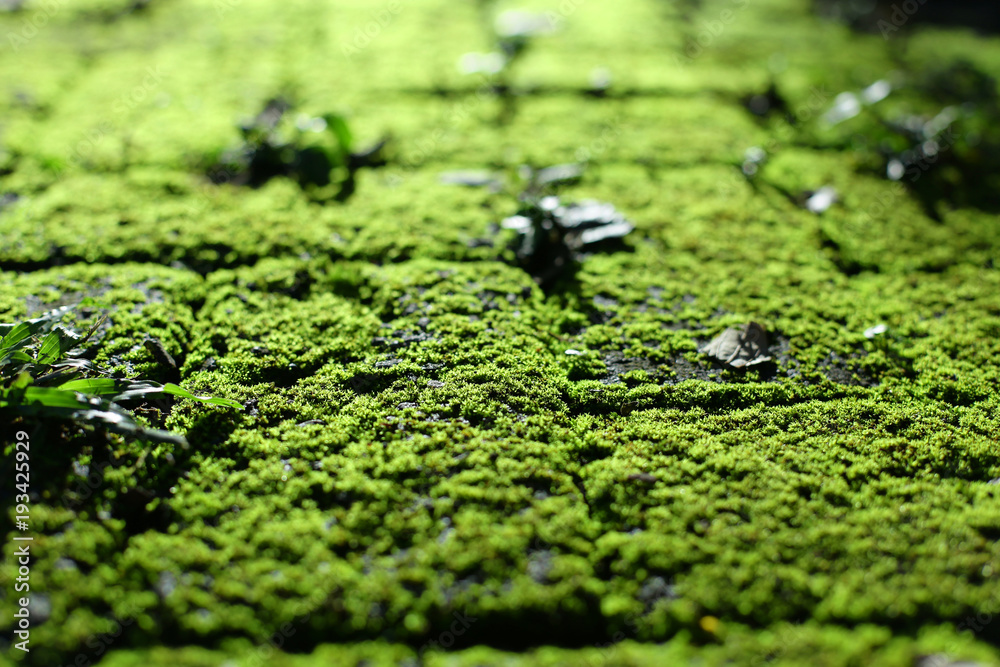 Pattern of Nature Pattern of Nature