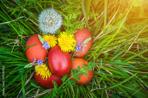 Red easter eggs on the grass with flowers and blowballs, spring holidays concept, naturally colored easter eggs with onion husks. Happy Easter, Christian religious holiday.