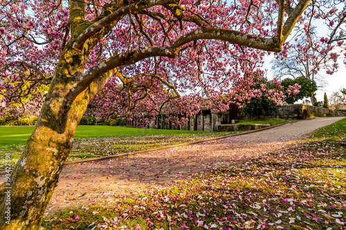 Early Spring in Vigo