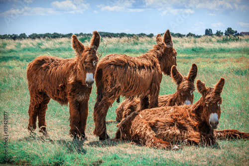 Shaggy Poitou donkeys in a green pasture by a stream.