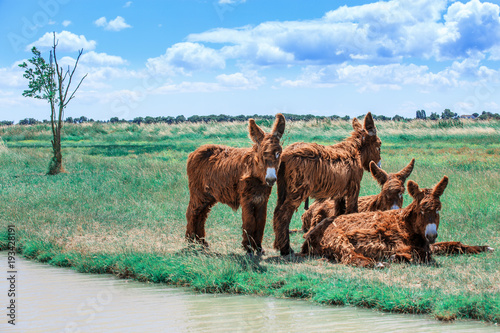 Shaggy Poitou donkeys in a green pasture by a stream.