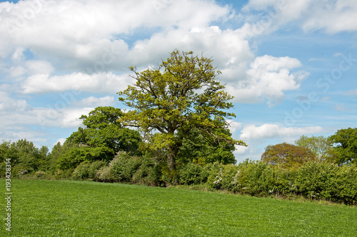 Summertime landscape in the English countryside.