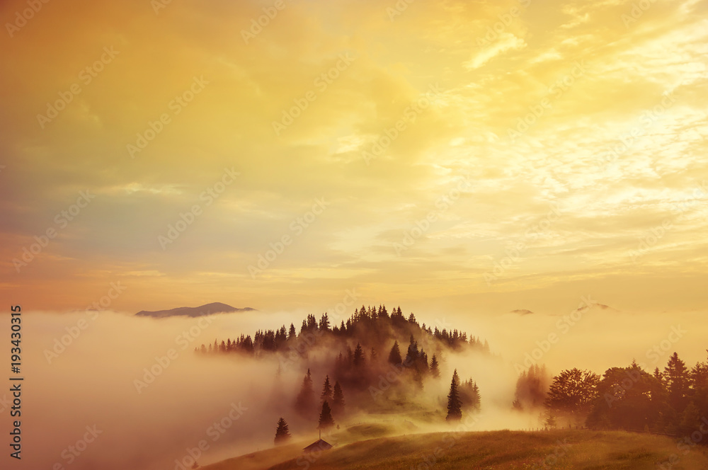 Obraz premium Early morning in the mountains.The top of the hill with the fir trees in the fog. Soft sunlight. A magical misty morning in the summer in the mountains. 