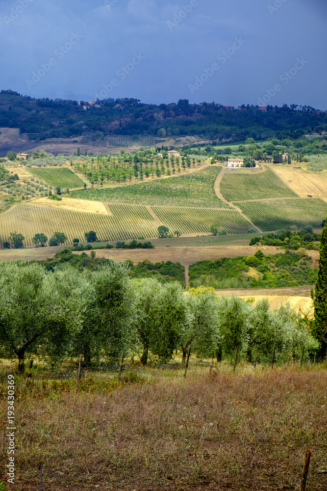 Summer landscape near Montepulciano