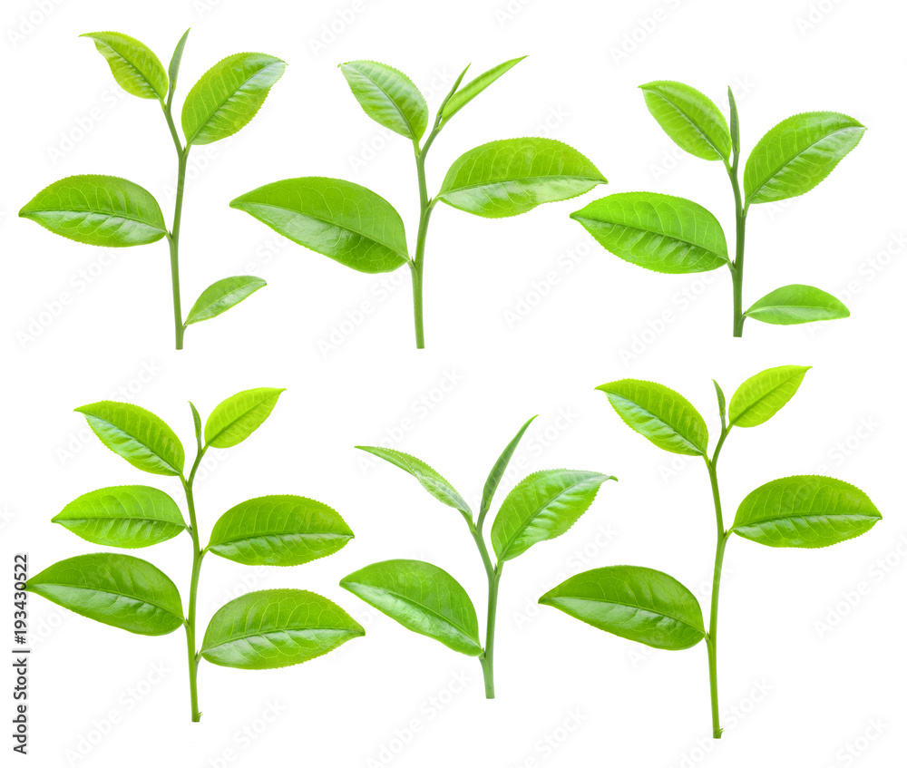 Young tea leaves isolated on white background - obrazy, fototapety, plakaty 
