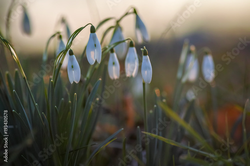 Snowdrop spring flowers photo