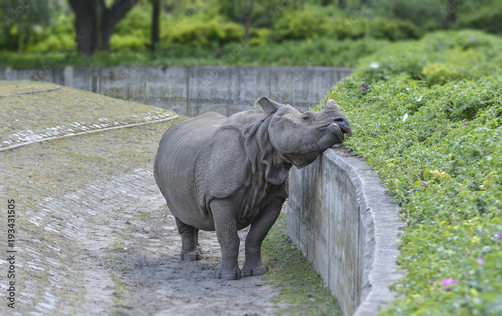 Fototapeta premium nashorn
