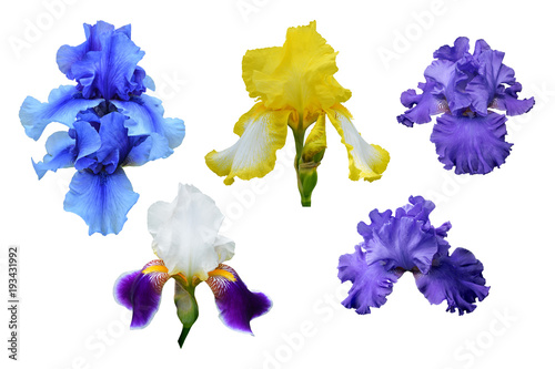 Fototapeta Naklejka Na Ścianę i Meble -  Blue, yellow and violet flowers of iris. Isolated, white background.