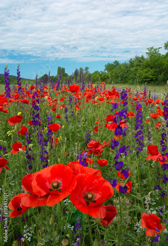 Fototapeta Naklejka Na Ścianę i Meble -  A beautiful field of flowering poppies. red flowers, motley grass. landscape