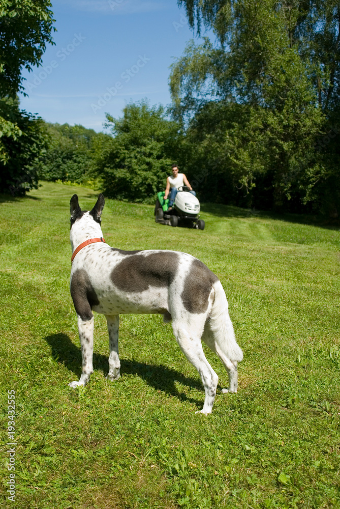 Hund sieht Mann beim Rasenmähen zu Hund sieht Mann beim Rasenmähen zu