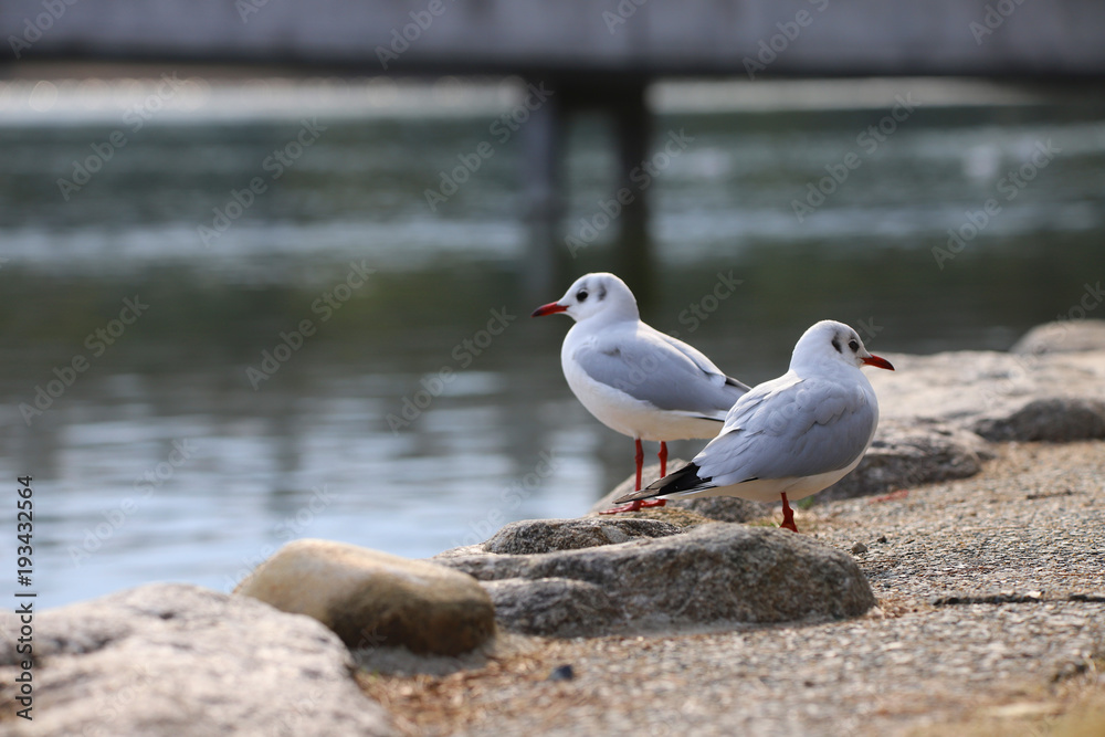 公園とユリカモメ