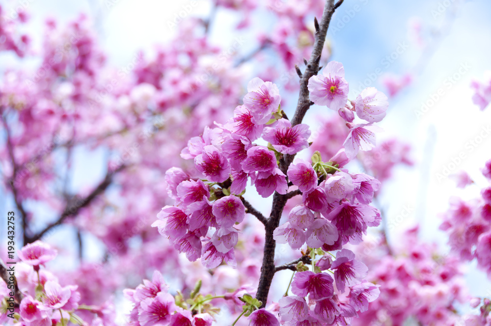 寒緋桜 寒緋桜