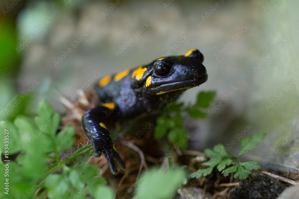 Obraz premium front view portrait spotted fire salamander (salamandra salamandra)