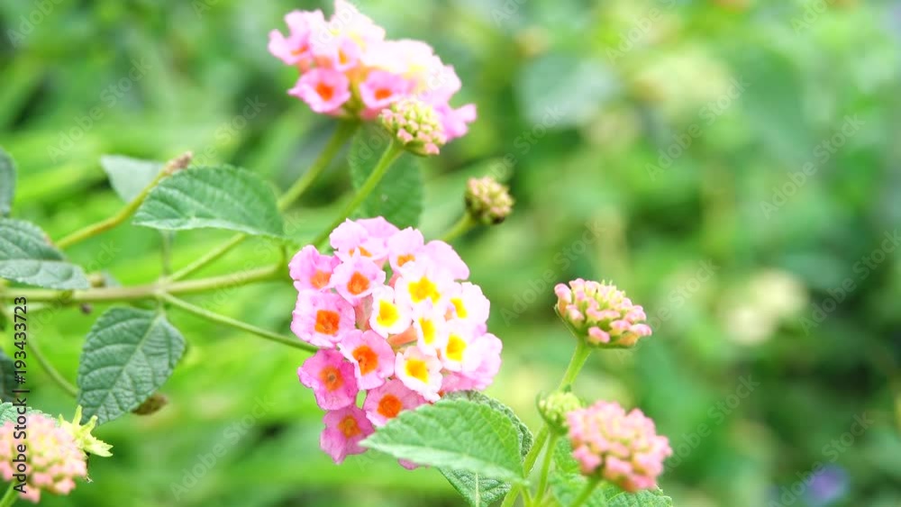4K Pink Lantana camara 