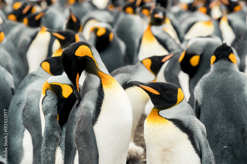 A group of adult King Penguins showing the distinctive yellow orange markings in a rookery at Volunteer Point  Falkland Islands