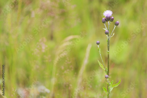 Inflorescence of a thistle close-up on a background of a blurred meadow grass.
