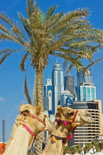 Camel at the urban building  background of Dubai.