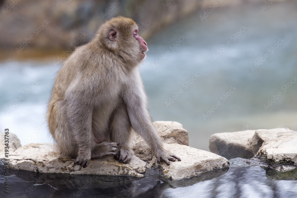 Snow Monkey  face in profile