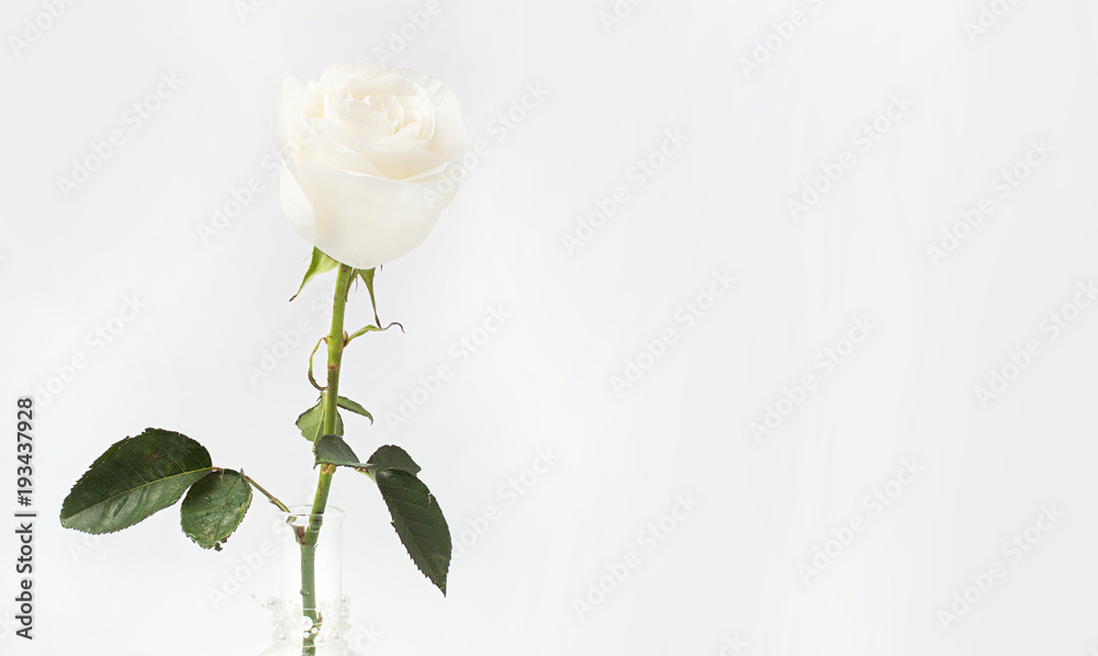 Obraz premium White rose in a glass vase on a white background