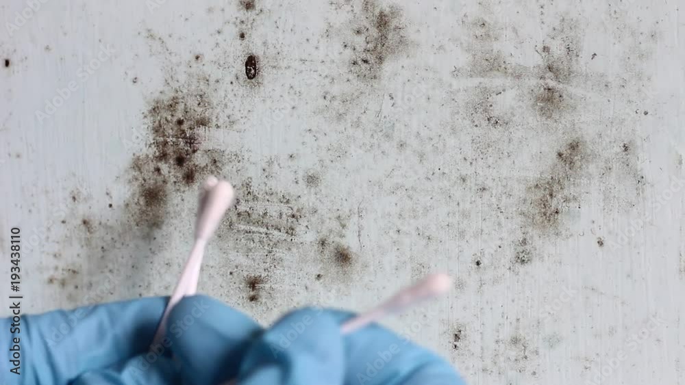 Laboratory Mold Sampling Analysis and Bacteria Testing. Surface Swabs