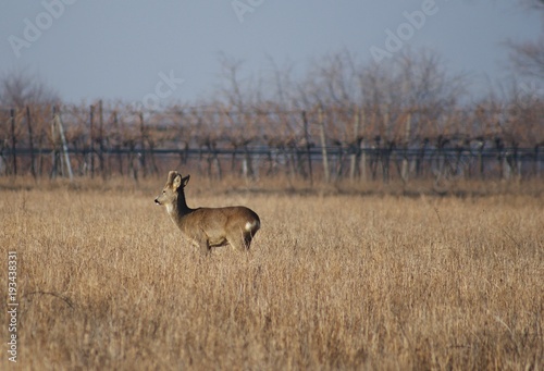 Reh - Nationalpark Neusiedler See Seewinkel